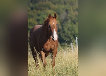 American Quarter Horse, Stute, 8 Jahre, 146 cm, Fuchs