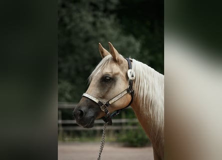 Quarterhäst, Sto, 8 år, Palomino