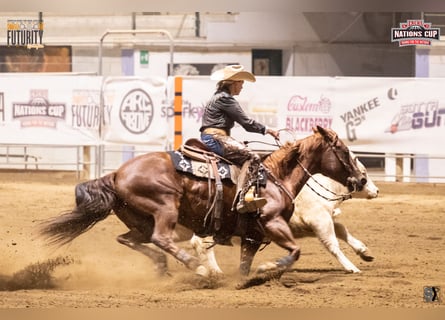 American Quarter Horse, Stute, 9 Jahre, 152 cm, Fuchs