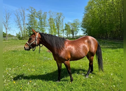 Quarterhäst, Sto, 9 år, 157 cm, Brun