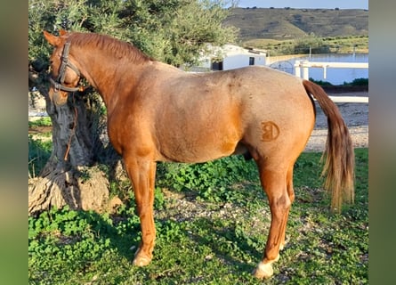 American Quarter Horse Blandning, Wallach, 12 Jahre, 162 cm, Roan-Red