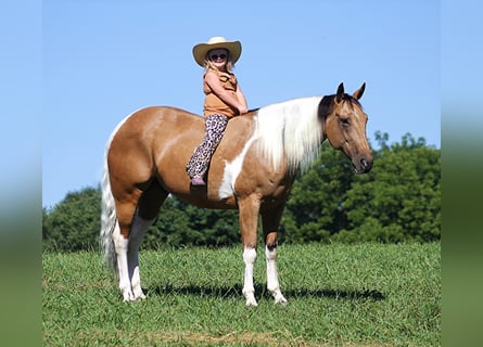 Quarterhäst, Valack, 13 år, Gulbrun