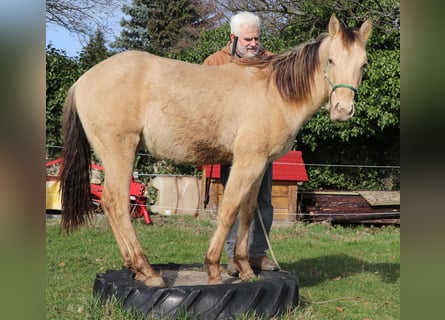Quarterhäst, Valack, 2 år, 150 cm, Champagne