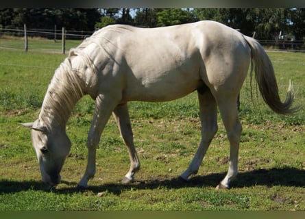 Quarterhäst, Valack, 2 år, 155 cm, Palomino