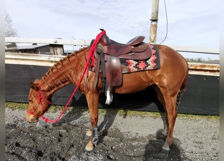 Quarterhäst, Valack, 3 år, 147 cm, fux