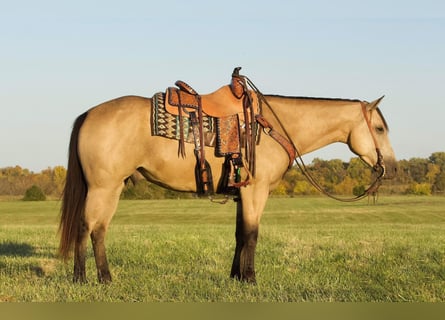 Quarterhäst, Valack, 5 år, 152 cm, Gulbrun