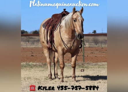 Quarterhäst, Valack, 7 år, 152 cm, Palomino