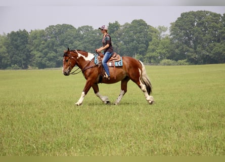 Quarterhäst, Valack, 7 år, 160 cm, Tobiano-skäck-alla-färger