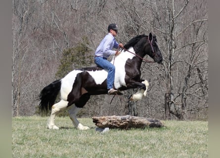 Quarterhäst, Valack, 8 år, 160 cm, Tobiano-skäck-alla-färger