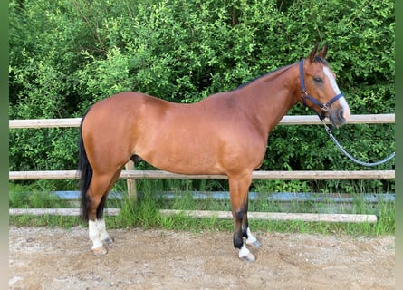 Quarterhäst, Valack, 9 år, 155 cm, Brun