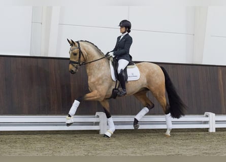 Koń westfalski, Ogier, 5 lat, 170 cm, Jelenia