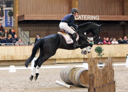 Trakehner, Hengst, 12 Jahre, 172 cm, Rappe