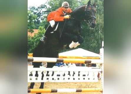 Württemberger, Stallone, 42 Anni, 168 cm, Baio