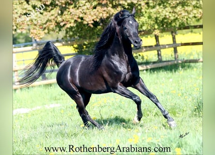 Arabo Egiziano, Stallone, 10 Anni, 156 cm, Morello