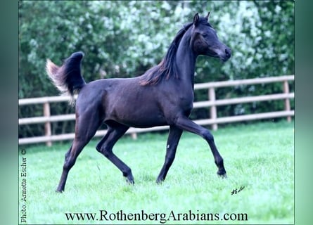 Ägyptischer Araber, Hengst, 2 Jahre, 157 cm, Rappe