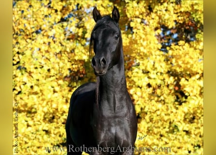 Pur-sang arabe, Étalon, 2 Ans, 157 cm, Noir
