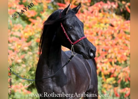 Straight Egyptian, Stallion, 2 years, 15,1 hh, Black