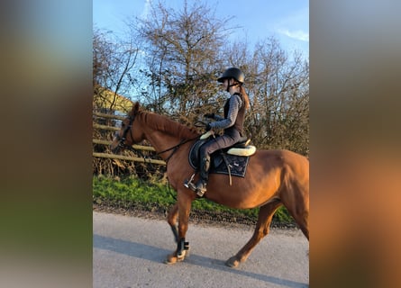 Reitbeteiligung für 14 jährige gesucht ( MsP)