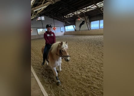 Reitbeteiligung mit Reitunterricht gesucht (R/M sucht P)