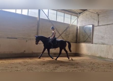Reiterin sucht Reitbeteiligung/Pferd zur Verfügung 