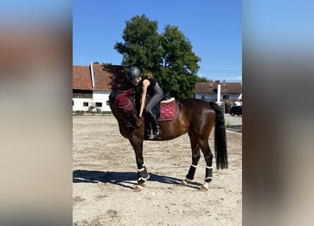 Reiterin sucht Traum-Reitbeteiligung 