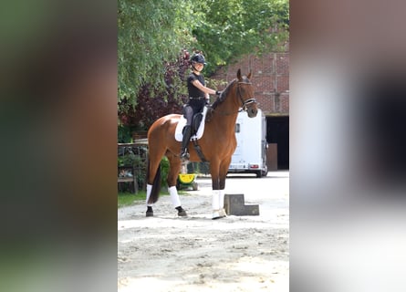 Renano, Caballo castrado, 10 años, 176 cm, Castaño