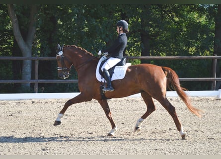 Renano, Caballo castrado, 11 años, 171 cm, Alazán