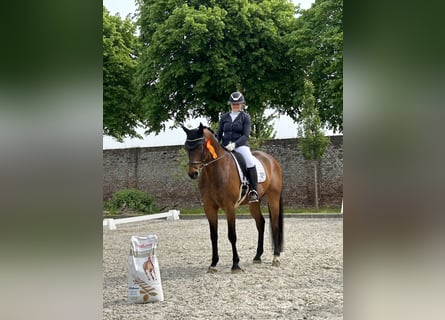 Renano, Caballo castrado, 11 años, 172 cm, Castaño