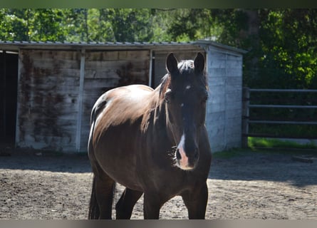 Renano, Caballo castrado, 12 años, 160 cm, Castaño oscuro