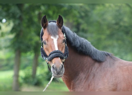 Renano, Caballo castrado, 12 años, 168 cm, Castaño