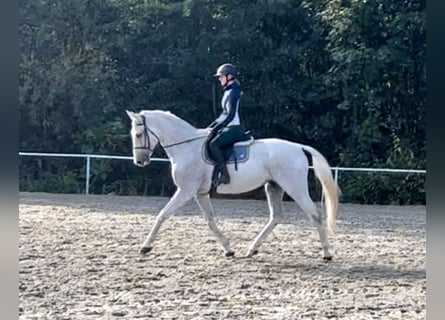 Renano, Caballo castrado, 12 años, 178 cm, Tordo picazo