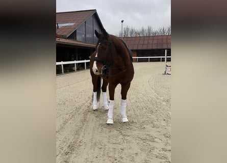 Renano, Caballo castrado, 13 años, 166 cm, Castaño