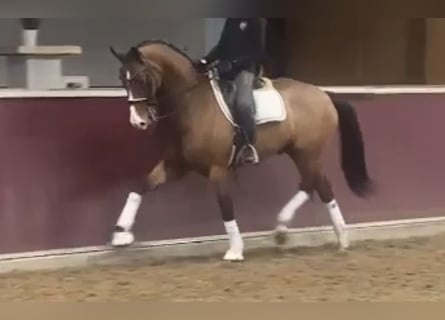 Renano, Caballo castrado, 13 años, 166 cm, Castaño