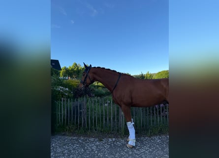 Renano, Caballo castrado, 13 años, 167 cm, Alazán-tostado