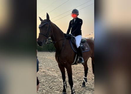 Renano, Caballo castrado, 13 años, 170 cm, Castaño