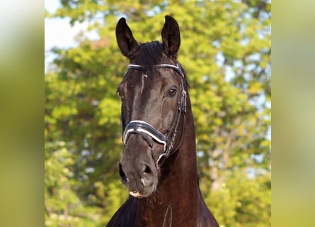Renano, Caballo castrado, 14 años, 182 cm, Negro