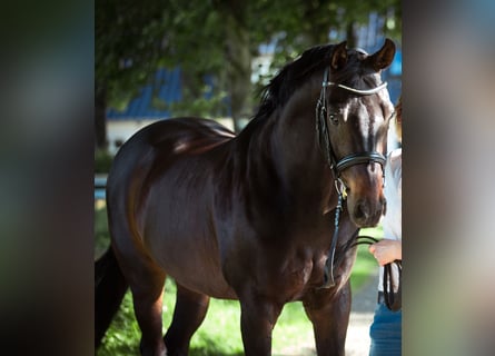 Renano, Caballo castrado, 15 años, 165 cm, Castaño oscuro