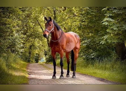 Renano, Caballo castrado, 15 años, 187 cm, Castaño