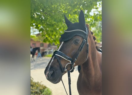 Renano, Caballo castrado, 16 años, 165 cm, Alazán-tostado