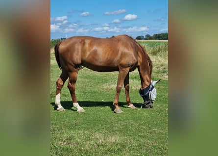 Renano, Caballo castrado, 16 años, 173 cm, Alazán