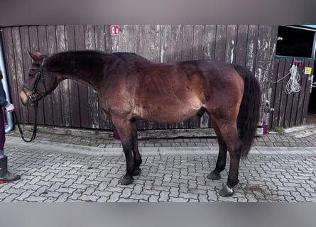 Renano, Caballo castrado, 18 años, 166 cm, Castaño oscuro