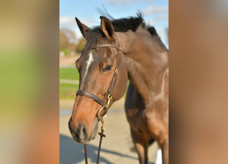 Renano, Caballo castrado, 18 años, 170 cm, Castaño