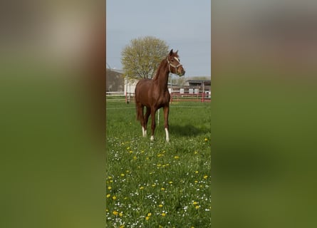 Renano, Caballo castrado, 2 años, 166 cm, Alazán
