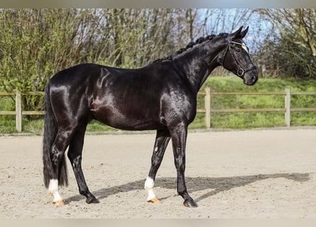 Renano, Caballo castrado, 4 años, 164 cm, Negro