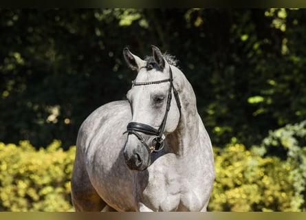 Renano, Caballo castrado, 4 años, 165 cm, Tordo