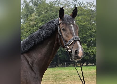 Renano, Caballo castrado, 4 años, 167 cm, Morcillo