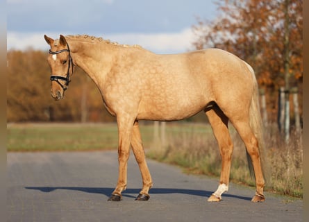 Renano, Caballo castrado, 4 años, 167 cm, Palomino