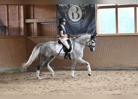 Renano, Caballo castrado, 5 años, 165 cm, Tordo