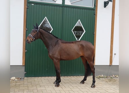 Renano, Caballo castrado, 5 años, 170 cm, Castaño