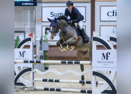 Renano, Caballo castrado, 6 años, 169 cm, Castaño